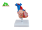Πλαστική ανθρώπινη ανατομική πρότυπη ζωή καρδιών - μέγεθος για τους φοιτητές Ιατρικής προμηθευτής