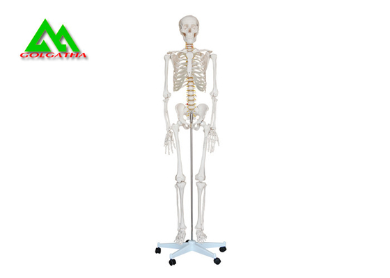 Κίνα Ζωή - ιατρικό ανατομικό ανθρώπινο πρότυπο 97 X 45,5 X 28cm σκελετών μεγέθους προμηθευτής