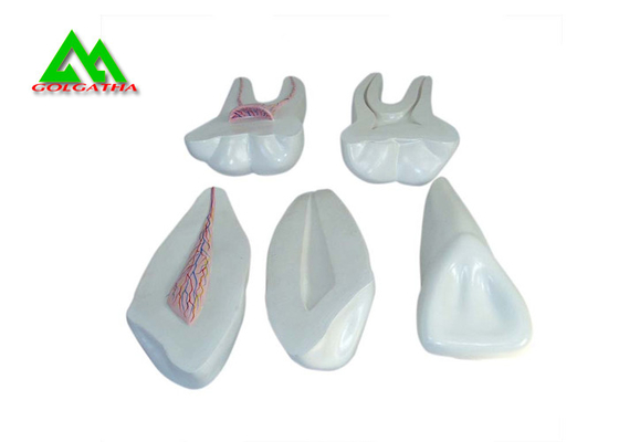 Κίνα Πρότυπα, οδοντικά πρότυπα δοντιών γόμμας PVC πλαστικά μαλακά για το CE ISO διδασκαλίας προμηθευτής