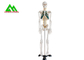 Ζωή - ιατρικό ανατομικό ανθρώπινο πρότυπο 97 X 45,5 X 28cm σκελετών μεγέθους προμηθευτής