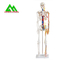 Ζωή - ιατρικό ανατομικό ανθρώπινο πρότυπο 97 X 45,5 X 28cm σκελετών μεγέθους προμηθευτής
