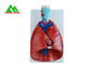 Η επαγγελματική ιατρική διδασκαλία διαμορφώνει το ανθρώπινο τρισδιάστατο πρότυπο φυσικό μέγεθος πνευμόνων προμηθευτής