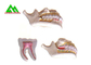 Πρότυπα, οδοντικά πρότυπα δοντιών γόμμας PVC πλαστικά μαλακά για το CE ISO διδασκαλίας προμηθευτής